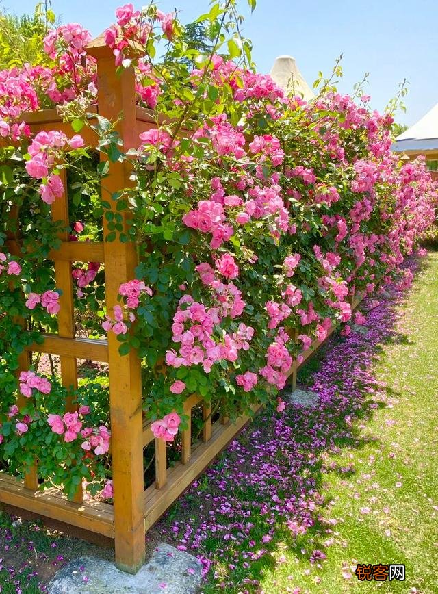 如何拍摄“ 夜来风雨声,花落知多少”的意境？