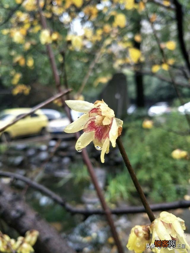 如何拍摄“ 夜来风雨声,花落知多少”的意境？