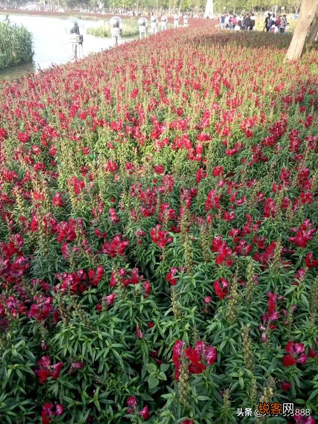 如何拍摄“ 夜来风雨声,花落知多少”的意境？