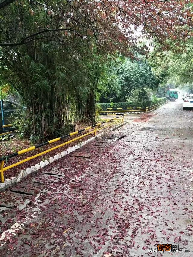 如何拍摄“ 夜来风雨声,花落知多少”的意境？