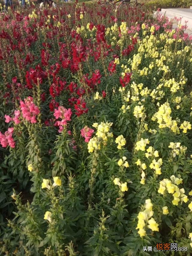 如何拍摄“ 夜来风雨声,花落知多少”的意境？