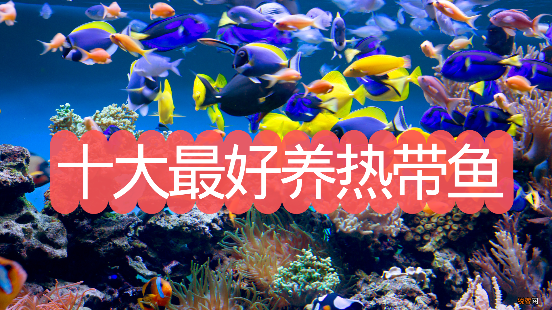 10大观赏热带鱼 10大好养的热带鱼