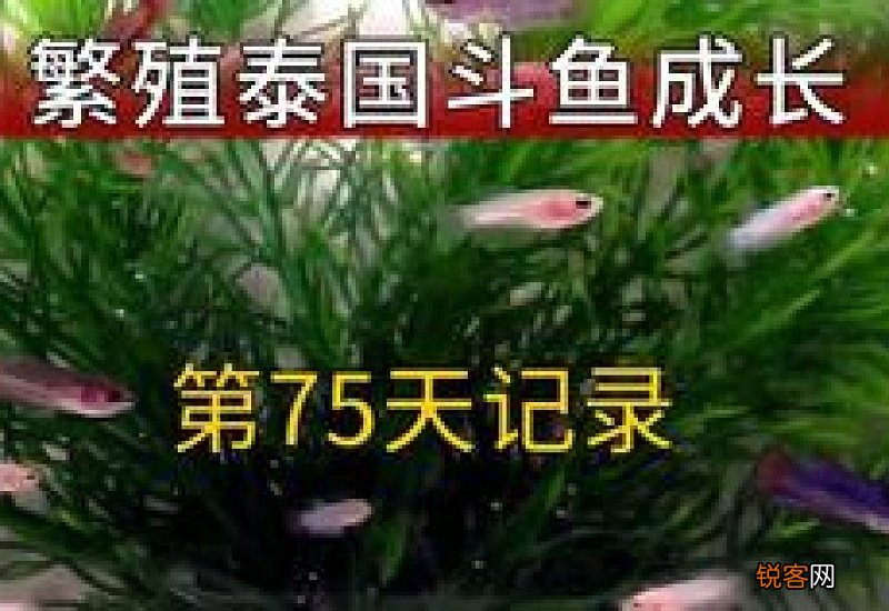 泰国斗鱼苗怎么养长得快