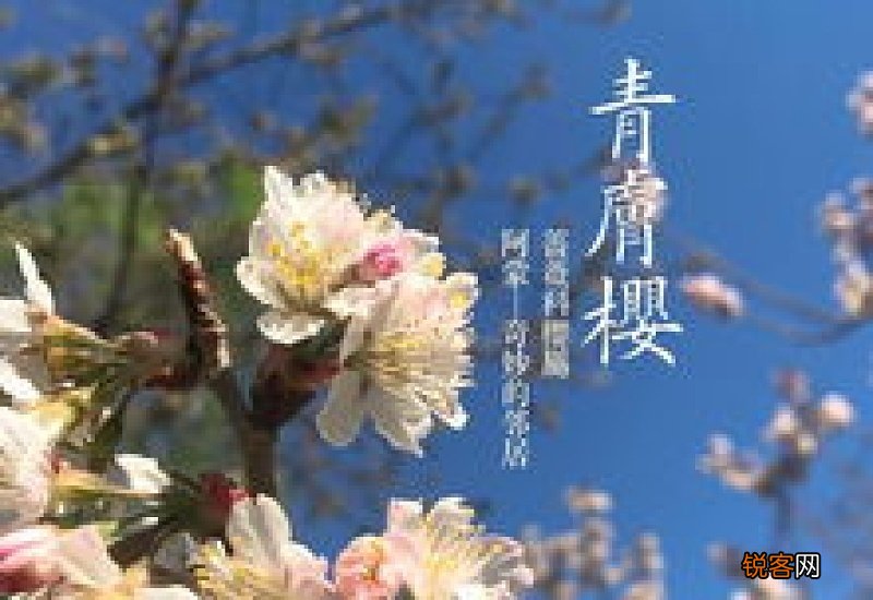 樱花树果子