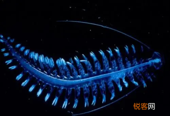 海洋中存在会发光的生物吗 盘点一下那些会发光的海底生物