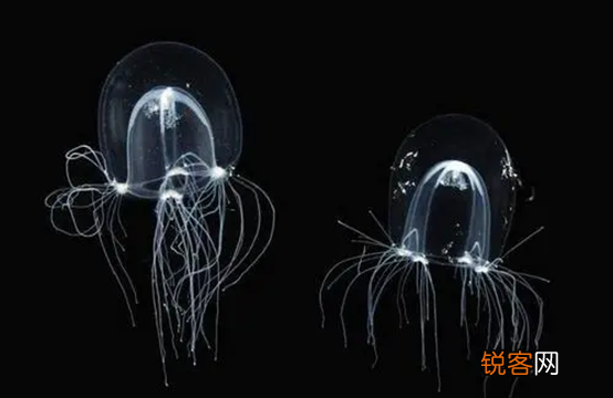 海洋中存在会发光的生物吗 盘点一下那些会发光的海底生物