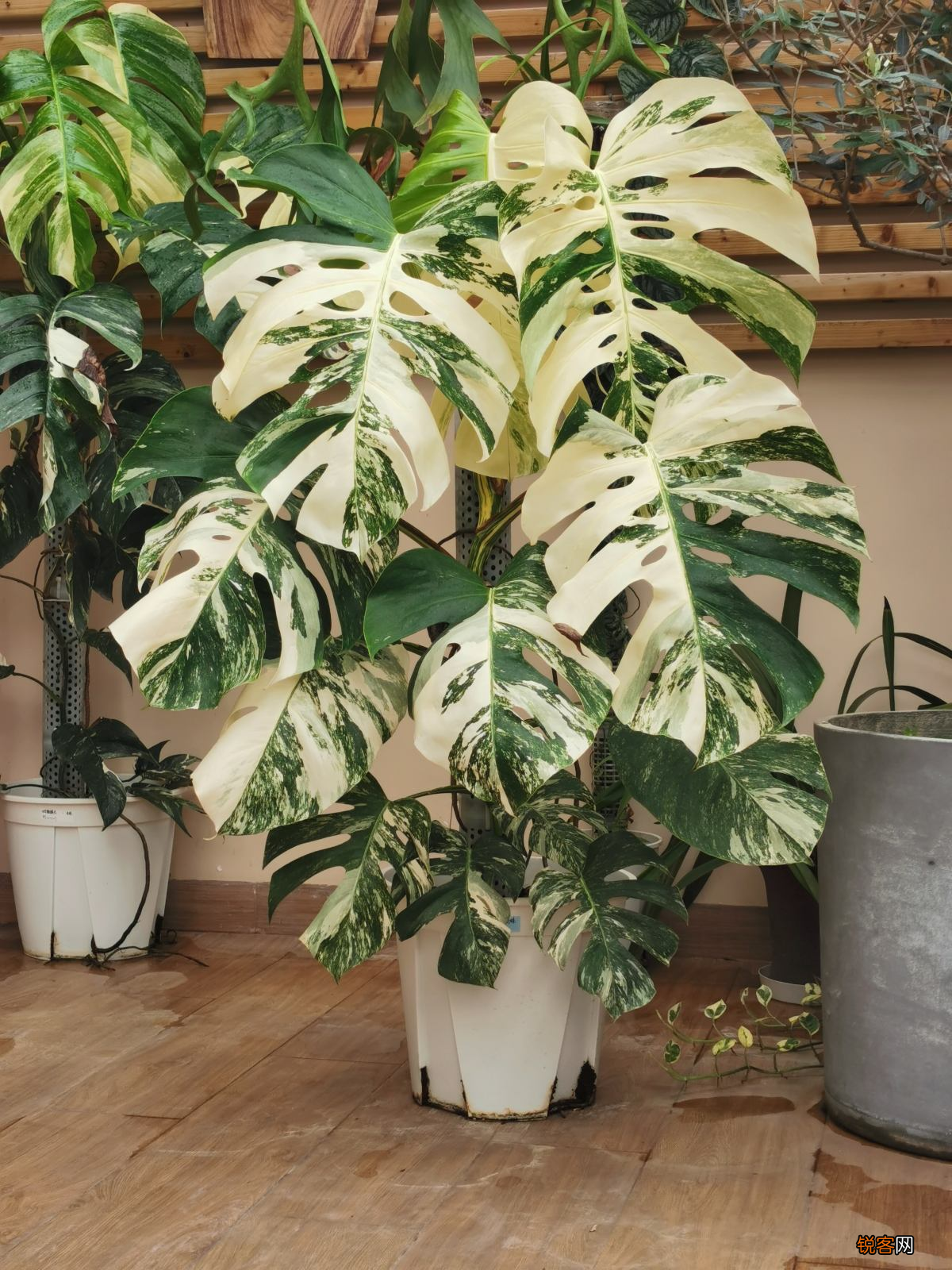 镇宅花有哪些 家家都得有的“镇宅花