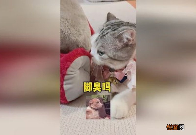 草莓熊会一直保持香味吗