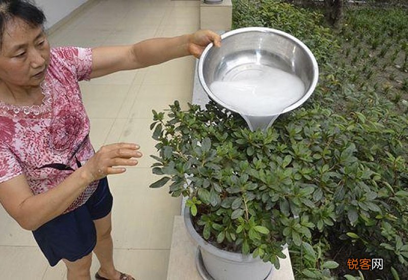 洗衣水可以浇花浇菜吗