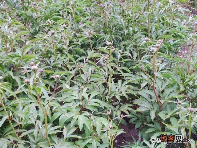 农村最常见的中草药,你能列出四种吗？