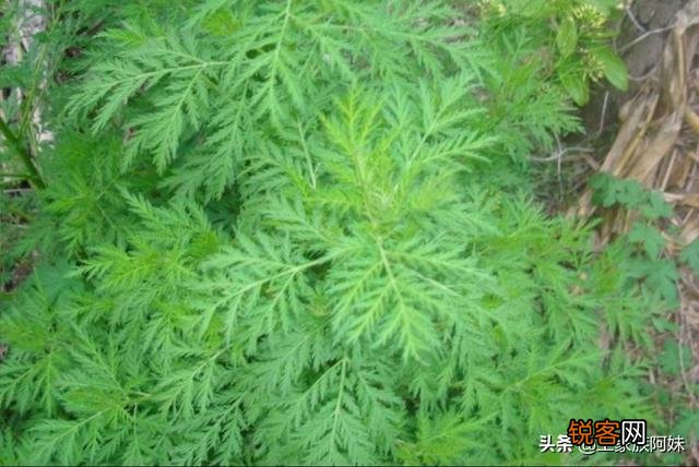 农村最常见的中草药,你能列出四种吗？
