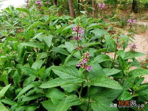 农村最常见的中草药,你能列出四种吗？