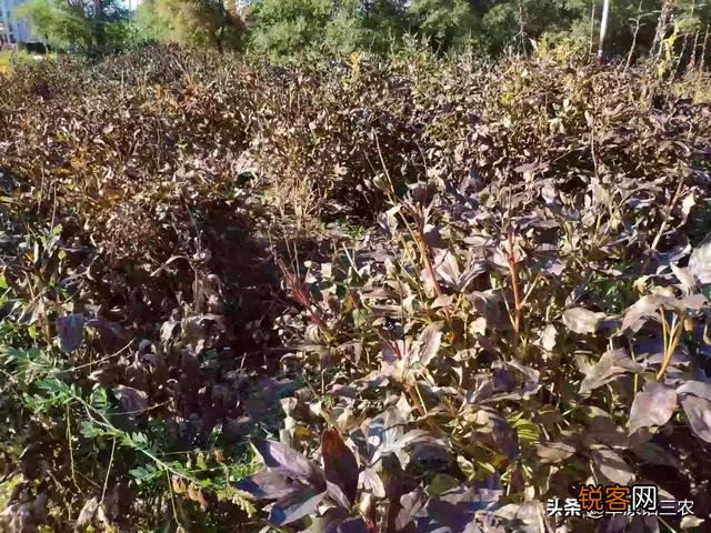 农村最常见的中草药,你能列出四种吗？