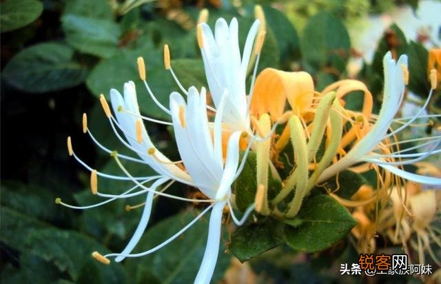 农村最常见的中草药,你能列出四种吗？