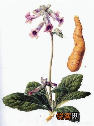 田地里被称作老头喝酒的植物,有什么作用？