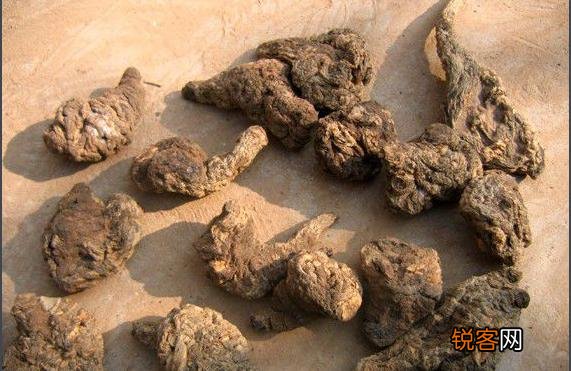 田地里被称作老头喝酒的植物,有什么作用？