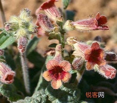 田地里被称作老头喝酒的植物,有什么作用？