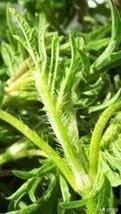 哈拉海菜怎么做最好吃？