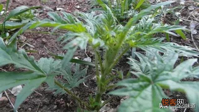哈拉海菜怎么做最好吃？