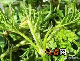 哈拉海菜怎么做最好吃？