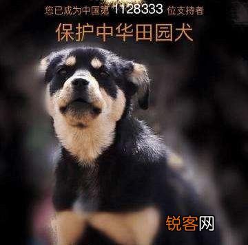 中华田园犬的共性及图片 中华田园犬品种有哪些