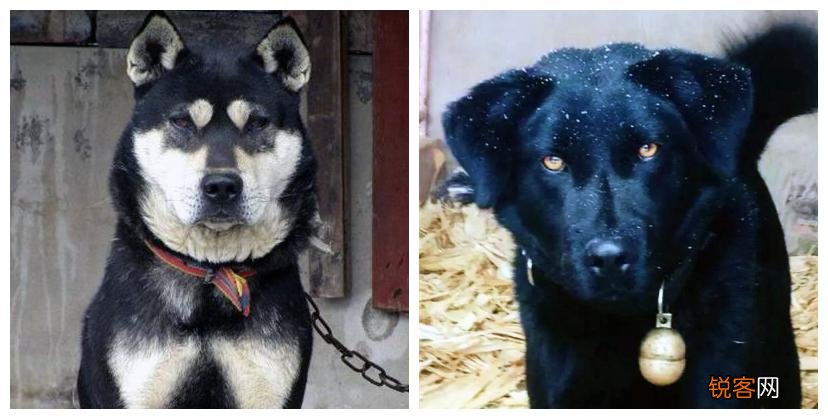 中华田园犬的共性及图片 中华田园犬品种有哪些