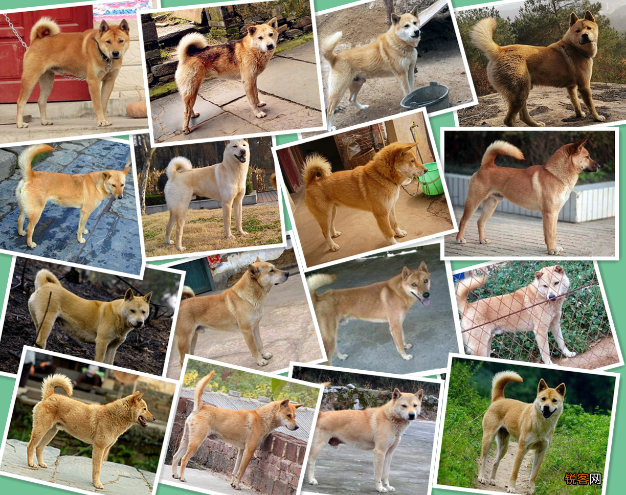 中华田园犬的共性及图片 中华田园犬品种有哪些