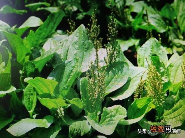 农村常见的车前草能吃吗？还有啥用处？