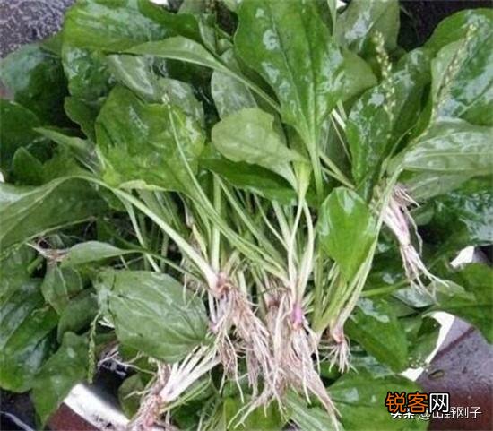 农村常见的车前草能吃吗？还有啥用处？
