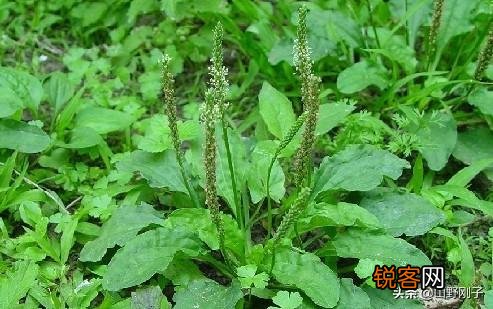 农村常见的车前草能吃吗？还有啥用处？