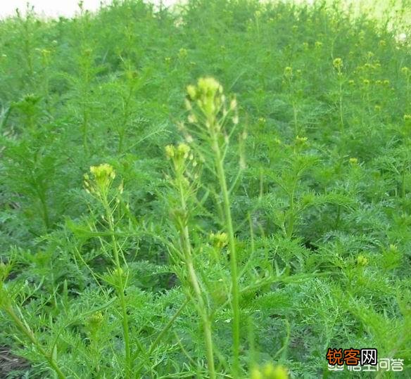 这是什么？