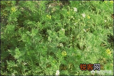 这是什么？