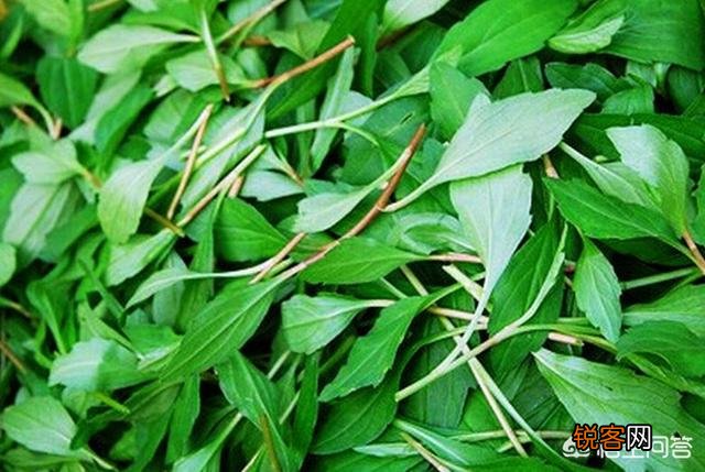 在农村你吃过的野菜有哪些？