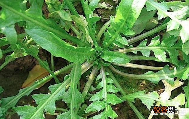 在农村你吃过的野菜有哪些？