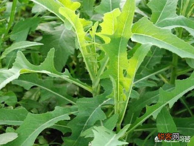 在农村你吃过的野菜有哪些？