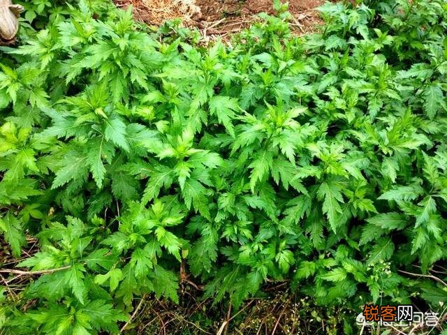 在农村你吃过的野菜有哪些？