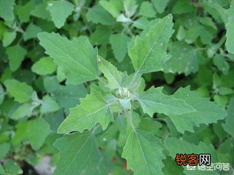 在农村你吃过的野菜有哪些？
