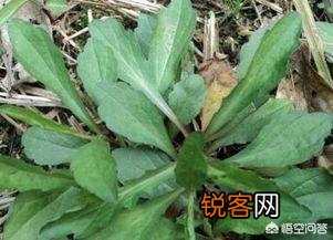 在农村你吃过的野菜有哪些？