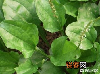 农村哪些野草是人可以食用的？怎么做？