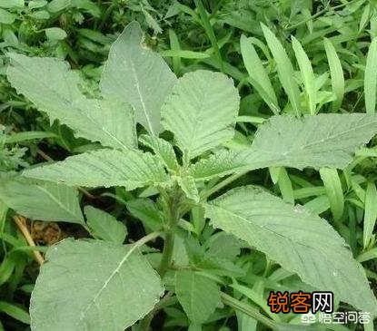 反枝苋是野菜你吃过吗？