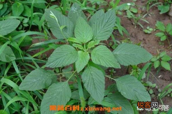 反枝苋是野菜你吃过吗？