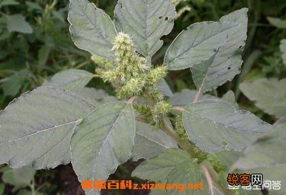 反枝苋是野菜你吃过吗？