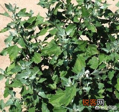 春天到了,苦菜、荠菜、蒲公英等野菜破土而出,你喜欢吃哪一种？
