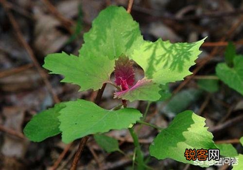 春天到了,苦菜、荠菜、蒲公英等野菜破土而出,你喜欢吃哪一种？