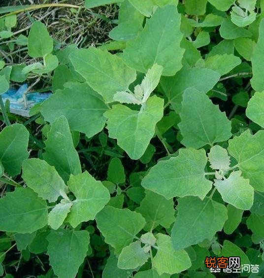 春天到了,苦菜、荠菜、蒲公英等野菜破土而出,你喜欢吃哪一种？