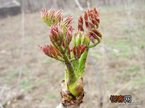 有些农村树上的野菜“刺老芽”,价格比肉还贵,这是为什么？
