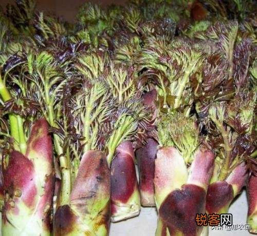 有些农村树上的野菜“刺老芽”,价格比肉还贵,这是为什么？