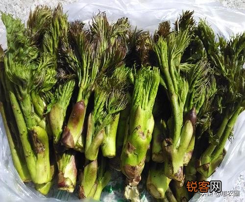 有些农村树上的野菜“刺老芽”,价格比肉还贵,这是为什么？