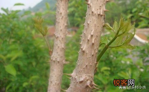 有些农村树上的野菜“刺老芽”,价格比肉还贵,这是为什么？