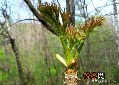 有些农村树上的野菜“刺老芽”,价格比肉还贵,这是为什么？